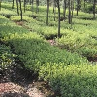 夏鵑批發基地供應 杜鵑小苗批發基地