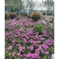 毛鵑小苗批發基地 毛杜鵑工程苗子價格