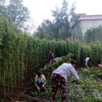 油麻藤工程苗子批發基地 油麻藤價格