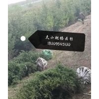 西藏云杉