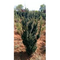 大量銷售曼地亞紅豆杉0.5-2米