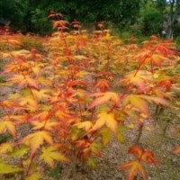 金桂黃楓 江西紅楓小苗基地 江西金桂黃楓小苗價(jià)格 優(yōu)質(zhì)紅楓