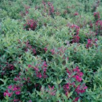 紅王子錦帶3-6條北京大苗圃基地購樹木市排價