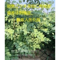 供應一年生刺槐苗 一年生刺槐容器苗 遼寧刺槐苗