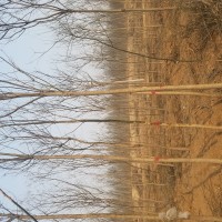 國槐260畝處理