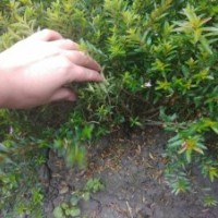 滿天星小苗批發基地 滿天星苗子價格