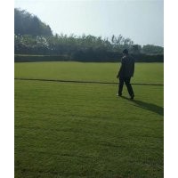 馬尼拉草皮 、草坪、金氏苗木(多圖)