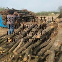 基地直銷批發 棗樹苗果樹苗品種齊全