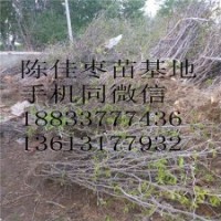 現挖棗樹高掛果率苗木
