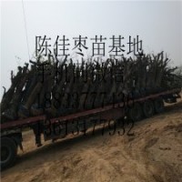 專業庭院嫁接大青棗果樹樹苗