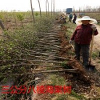 八棱海棠樹小苗價格