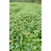供應杉木苗三代，馬尾松，楓香，木荷，油茶，濕地松，檫樹