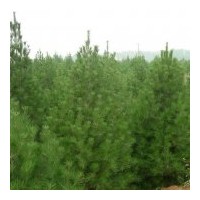 供應山西油松 黑松 白皮松 華山松 雪松 蜀檜