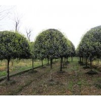 出售桂花、銀杏，紫薇，羅漢松，海棠，垂絲，皂角