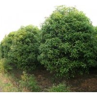 供應紅楓，雞爪戚，各海棠，杜英，雪松，柿子樹，櫻花量大，廣玉