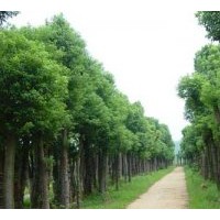 湖南益陽香樟&誠信供應商