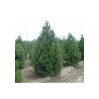 特供山西2-5米側柏 刺槐苗 柳樹 國槐