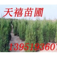 優惠南京雪松2-3-4-5-6米|廣玉蘭 皂角等