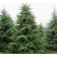 各種規格雪松信息