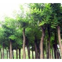 出售國槐 關(guān)于國槐的好處
