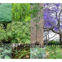 供藍花楹、桂花、搖錢樹、銀杏、黃花槐一年生小苗千萬顆以及種子
