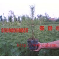 大量低價供應樟子松苗