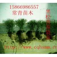 供應黑松小苗和黑松大苗