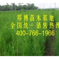 低價直供大量側柏苗、側柏容器袋苗