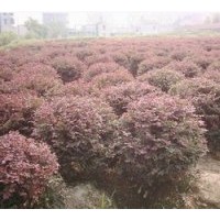出售紅花繼木球 產品遠銷全國各個省市