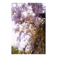 供應(yīng)爬山虎 常春藤 紫藤 三葉地錦，五葉地錦 凌宵