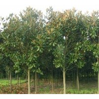 低價直銷：桂花、杜英、 廣玉蘭、雪松、四季桂、深山含笑、紅花