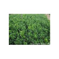 供應木槿，紫荊，月季，紅葉石楠，鳶尾，蔥蘭，麥冬