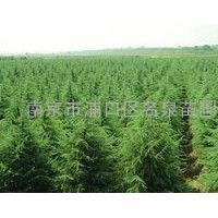 銷售南京雪松 蜀檜 女貞 廣玉蘭 黃連木 樸樹 烏桕