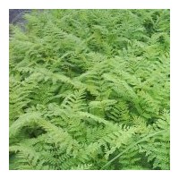 出售藍花楹、細葉紫薇、大葉紫薇、降香黃檀、細葉榕、水蒲桃