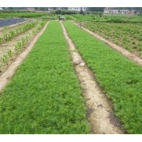 供大量營養袋葡萄苗、國槐樹、柳樹、銀杏樹