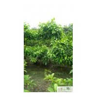 供應黃葛蘭 成都工程苗木黃葛蘭