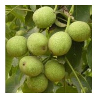 特供山西薄皮青皮核桃 大量側(cè)柏營養(yǎng)缽、側(cè)柏苗
