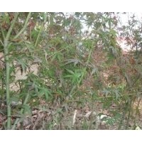 供應雞爪槭苗木