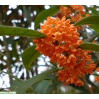 供應綠化苗木：樂昌含笑、櫻花、紫薇