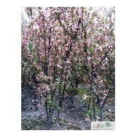 成都低價供應(yīng)櫻花胸徑5-6公分