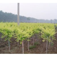 出售金葉榆 金葉國槐、金葉榆、金枝龍爪槐、千頭椿、欒樹、國槐