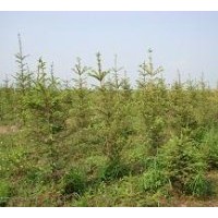 供應云杉 3公分小苗至5米大樹