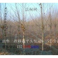 供應法桐 金絲垂柳，國槐，刺槐，香花槐，紅花槐，龍爪槐