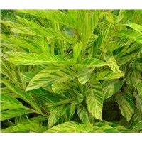 成都低價花葉良姜60-70公分