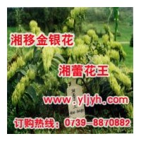隆回金銀花種植基地常年供應湘蕾花王優質金銀花種苗