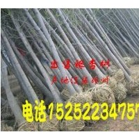 基地供應2到60工分銀杏樹