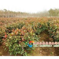 出售紅葉石楠，紅葉石楠球
