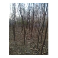 供應(yīng)15-35公分國(guó)槐
