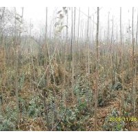 大量供應唐山刺槐、臭椿