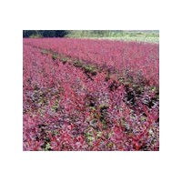 河北苗木花卉批發紅葉小檗